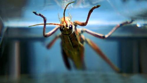 蚂蚱 日本电影,日本电影中的生态与人性纠葛