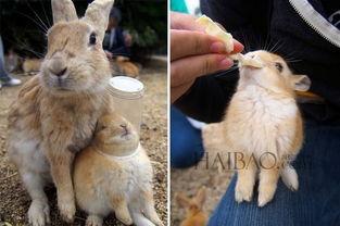 日本网剧兔,日本网剧中的奇幻冒险之旅