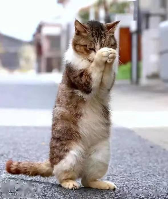 日本猫咪网站 下载,萌宠瞬间，治愈你的心灵