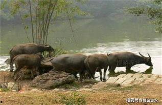 贵州杀水牛视频,贵州杀水牛事件引发社会关注