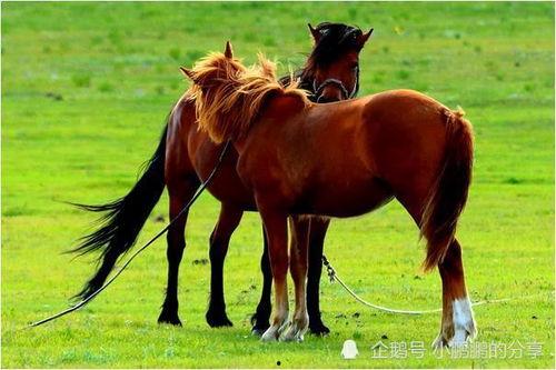 属马的的明星,属马的明星风采大盘点